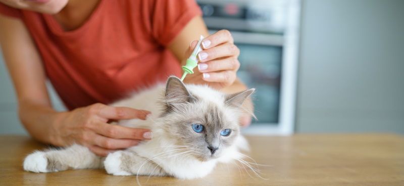 Когда начинать профилактику от блох и клещей