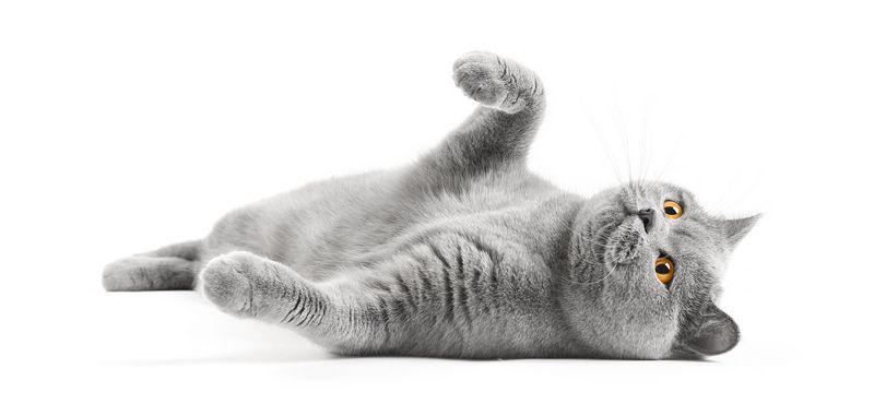 РосКОШная жизнь или вещи первой необходимости для кошки