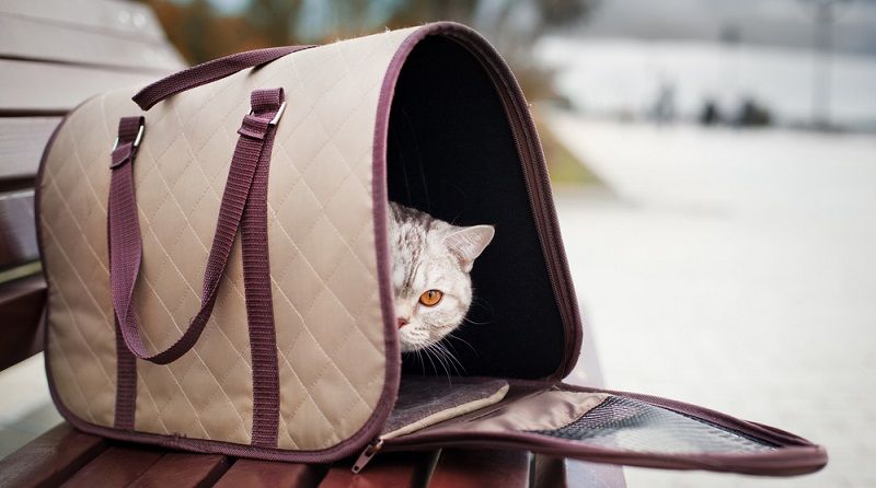 Как выбрать сумку-переноску для кошки?