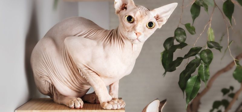 Лучшие породы кошек для детей