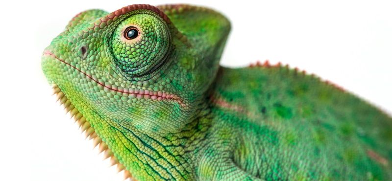 Как содержать хамелеона в домашних условиях