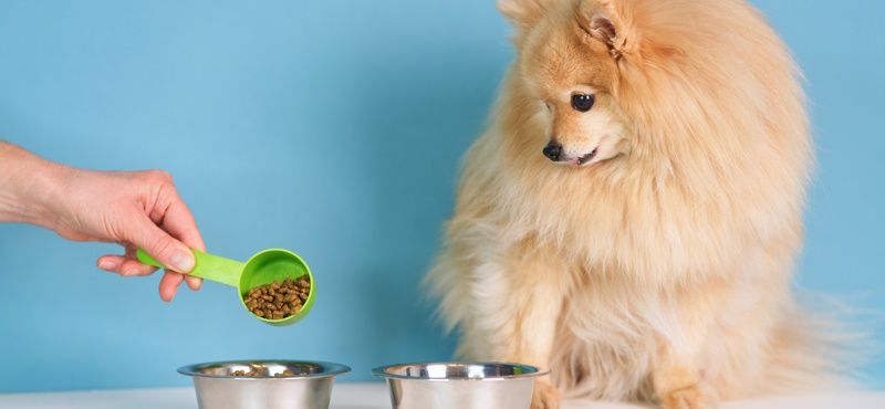 Как правильно хранить сухой корм для собак и кошек?