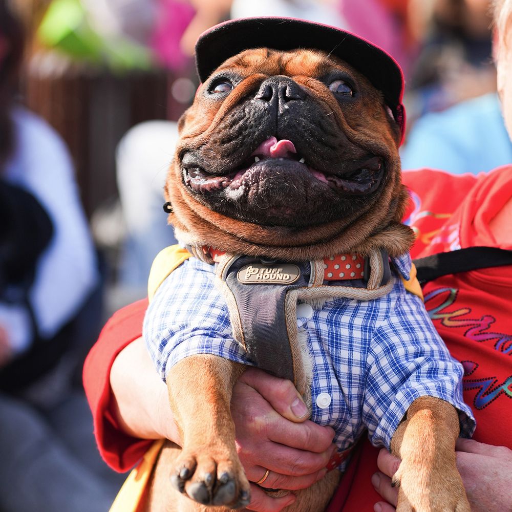 Итоги Четыре Лапы Феста – главного события года