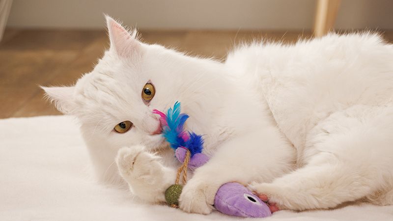 Выбираем игрушку для питомца в поездку или на дачу