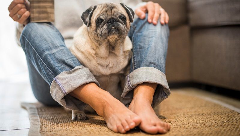 Возраст – не помеха здоровью! Уход за пожилой собакой