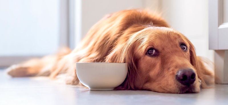 Заболевания желудочно-кишечного тракта у собак и кошек