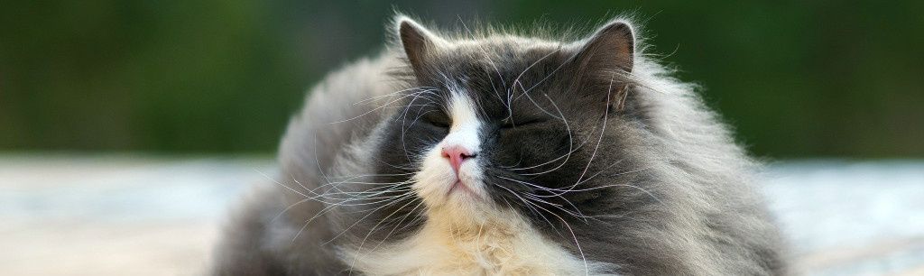 Линька у кошек