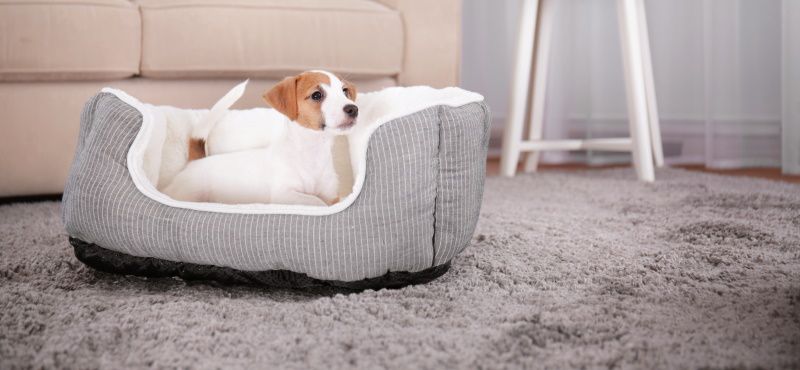Мебель для собак: какая бывает и как выбрать?