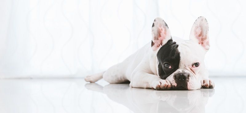 Стресс у животных. Опасен ли он? Стресс у животных. Опасен ли он?