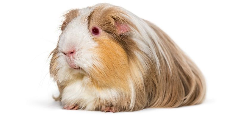 Особенности содержания морских свинок