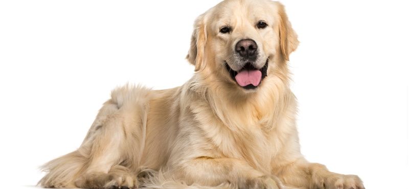 Топ пород собак для квартиры