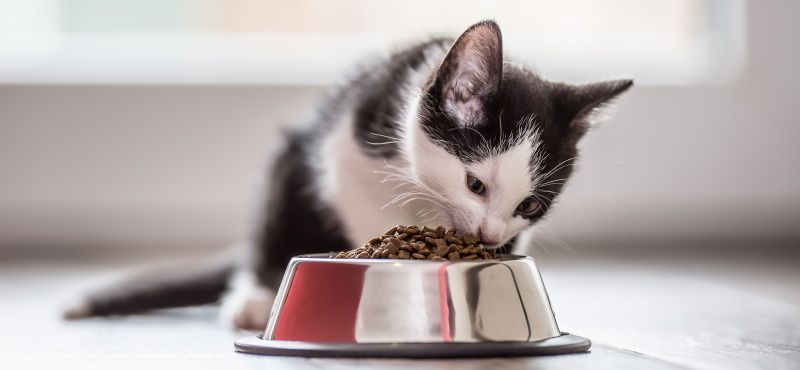 Корма для кошек Royal Canin: обзор