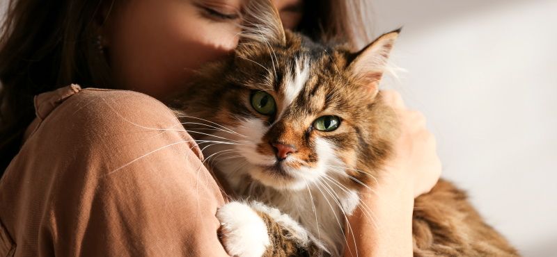 Сибирская кошка: описание, характер, содержание