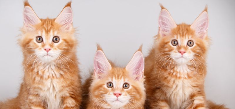 Мейн-кун – порода кошек