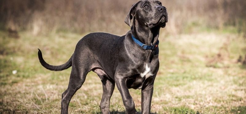 Кане-корсо – порода собак