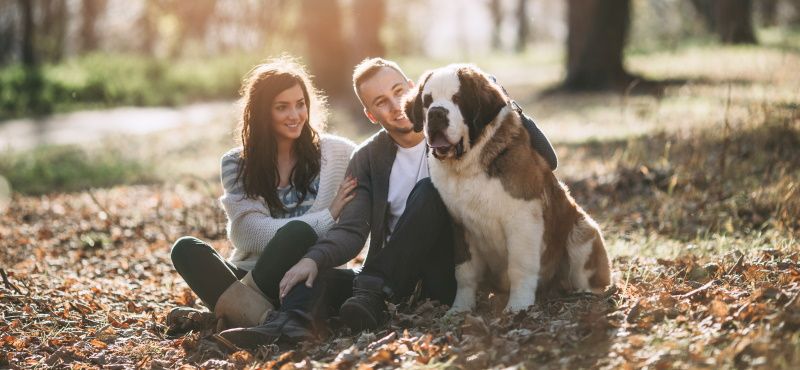 Сенбернар: особенности ухода, характер, содержание Сенбернар: особенности ухода, характер, содержание