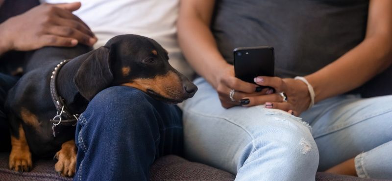 Такса: особенности породы, характер, содержание