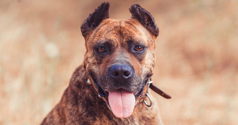 Алано порода собак