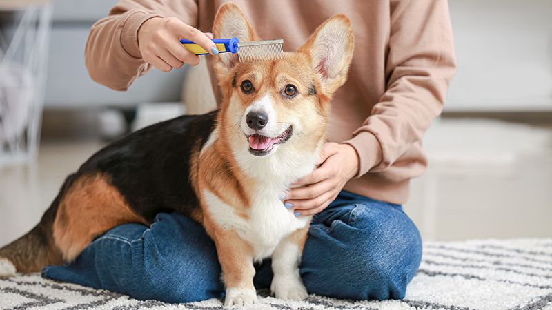 Осенняя линька кошек и собак: что делать