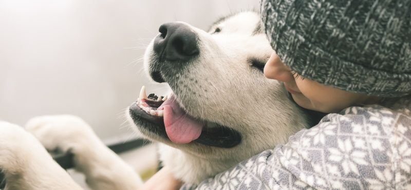 Температурный режим у собаки - когда питомцу жарко и холодно