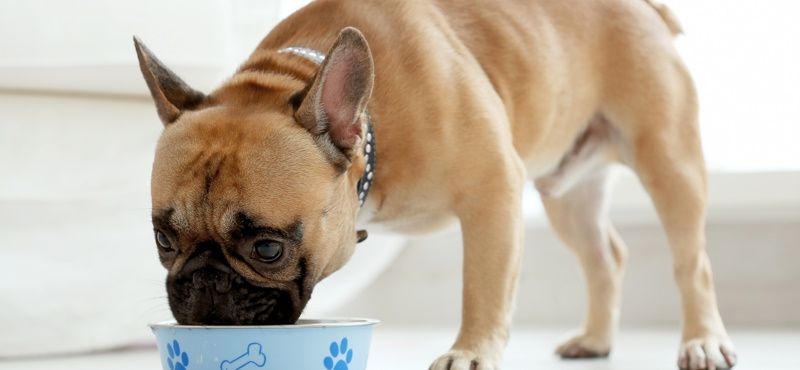 Классификация кормов для собак