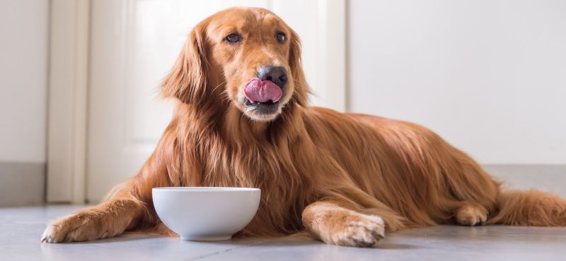 Корма для собак Royal Canin: обзор