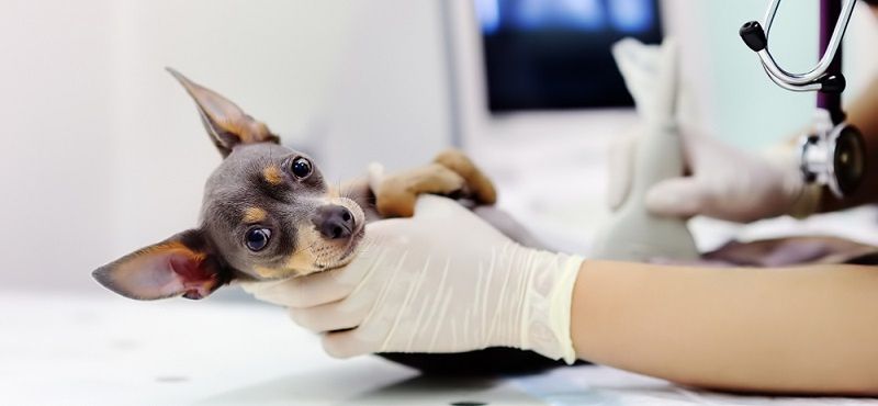 Как ухаживать за беременной собакой?