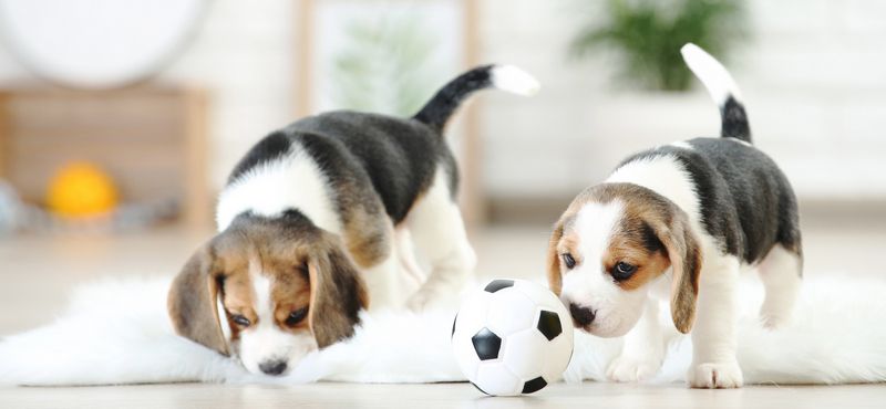 Учимся вместе с котенком и щенком