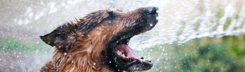 Как спасти питомца от жары?