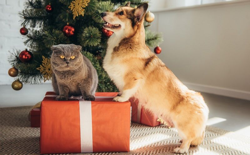 Подарки для любимых питомцев!