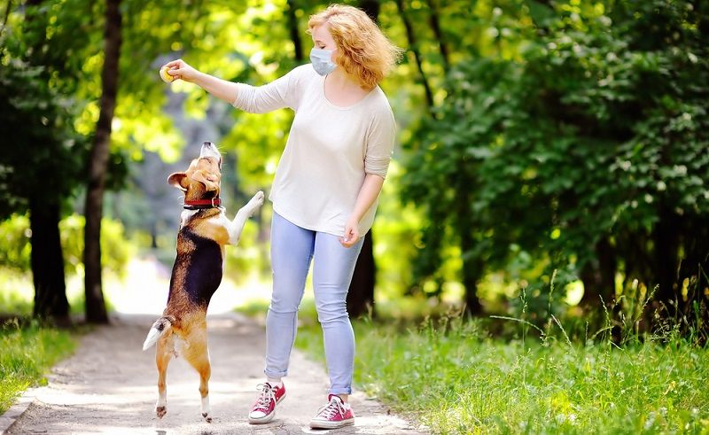 Как выгуливать собак во время карантина