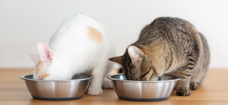 Правильное питание - залог долгой и счастливой жизни кошки