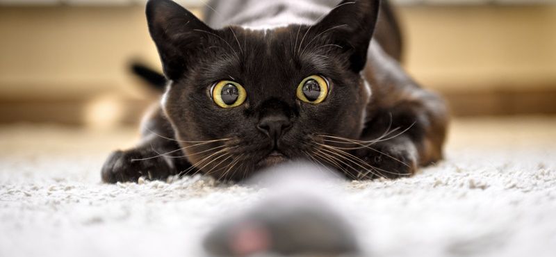 Аргументы в пользу кошек