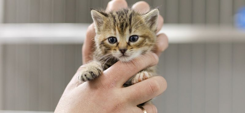 Как правильно обработать котят от паразитов