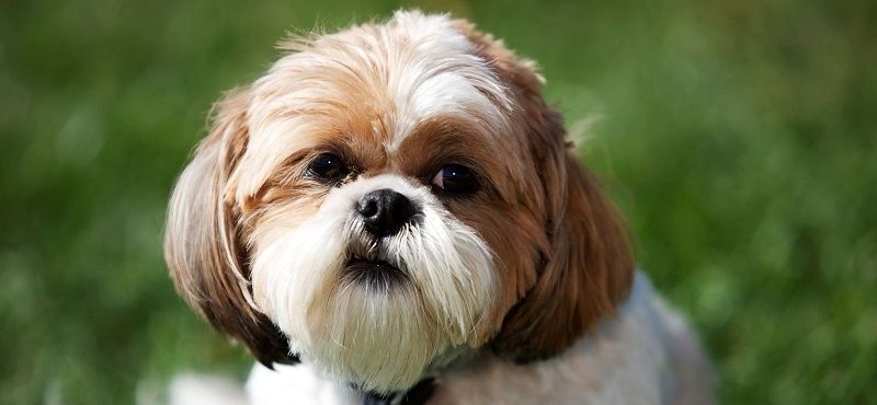 Тибетская порода собак ши-тцу