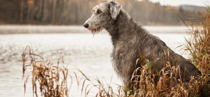 Ирландский волкодав – порода собаки Ирландский волкодав – порода собаки