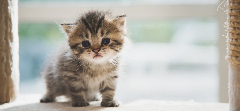 Что делать с котенком с улицы? Что делать с котенком с улицы?