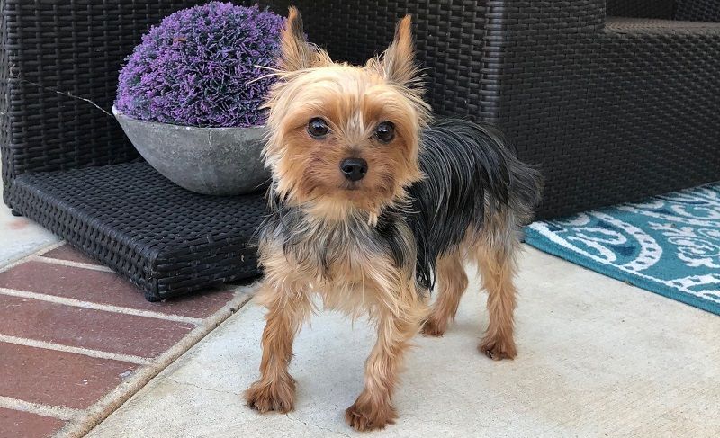 Йоркширский терьер Йоркширский терьер