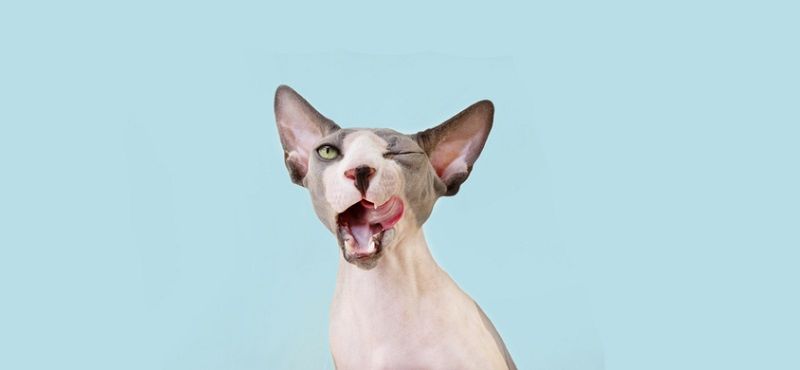 Как ухаживать за сфинксом