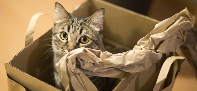 Как переехать с питомцем в новую квартиру