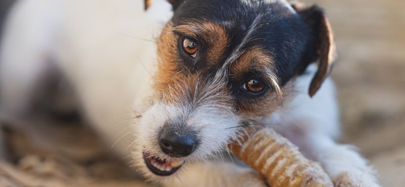 Натуральные и гипоаллергенные лакомства для собак