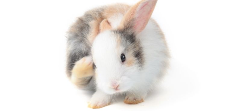 Обработка грызунов от паразитов: что нужно знать