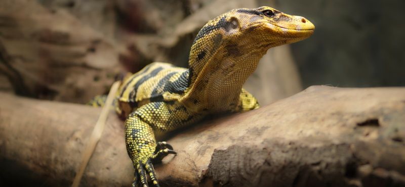 Как содержать варана в домашних условиях