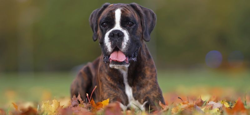 Собаки для детей: обзор пород, которые подойдут ребенку