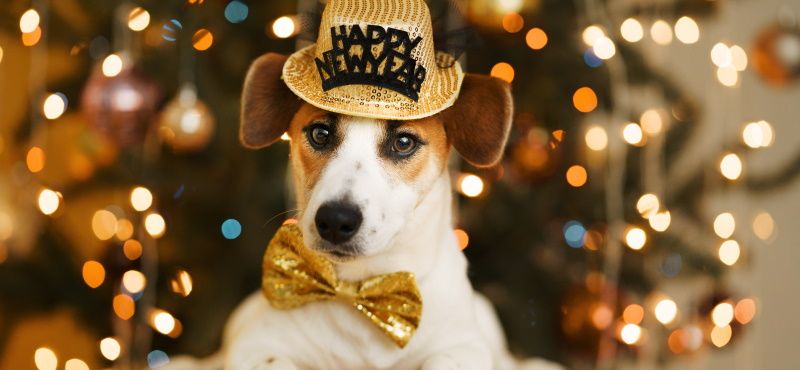 Празднуем Новый год вместе с питомцем