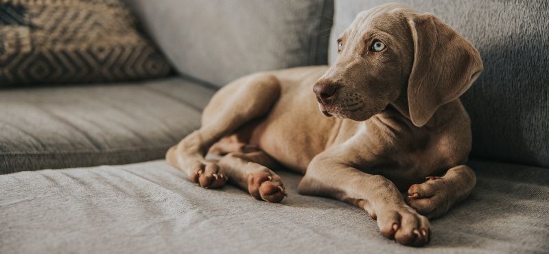 Веймаранер - порода собак