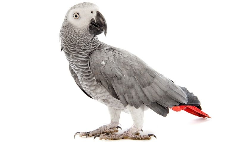 Какого попугая завести?