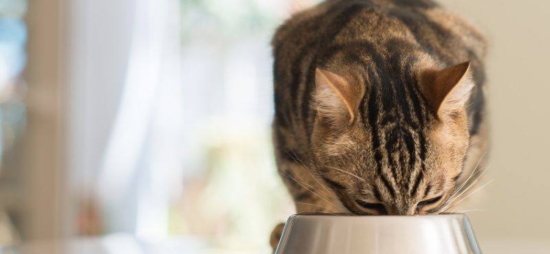 Корма для кошек Royal Canin: обзор