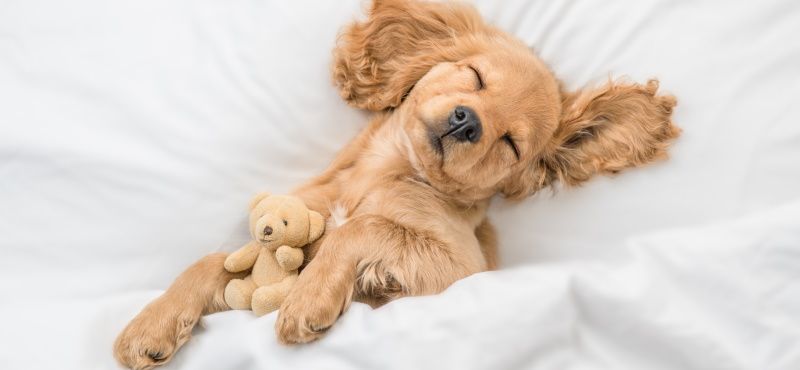 Что делать с щенком с улицы