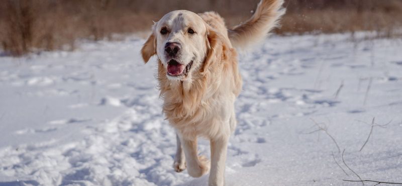 Как гулять с собакой в слякоть и гололед